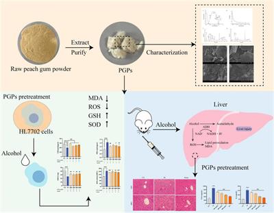 Hepatoprotective effects of peach gum polysaccharides against alcoholic liver injury: moderation of oxidative stress and promotion of lipid metabolism